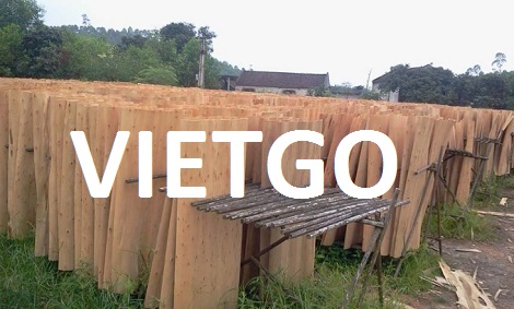 Ván bóc gỗ bạch đàn Vietgo